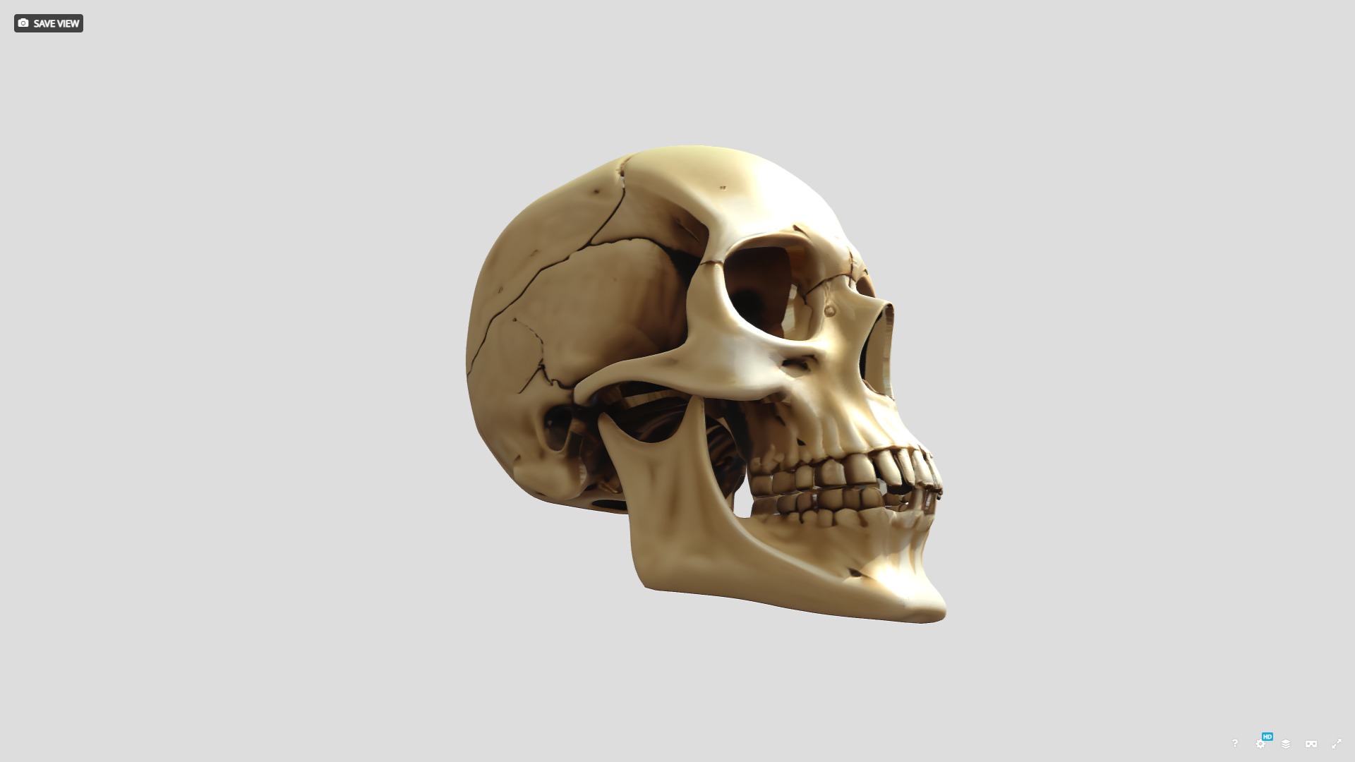 3D Human SKull 3D model_5