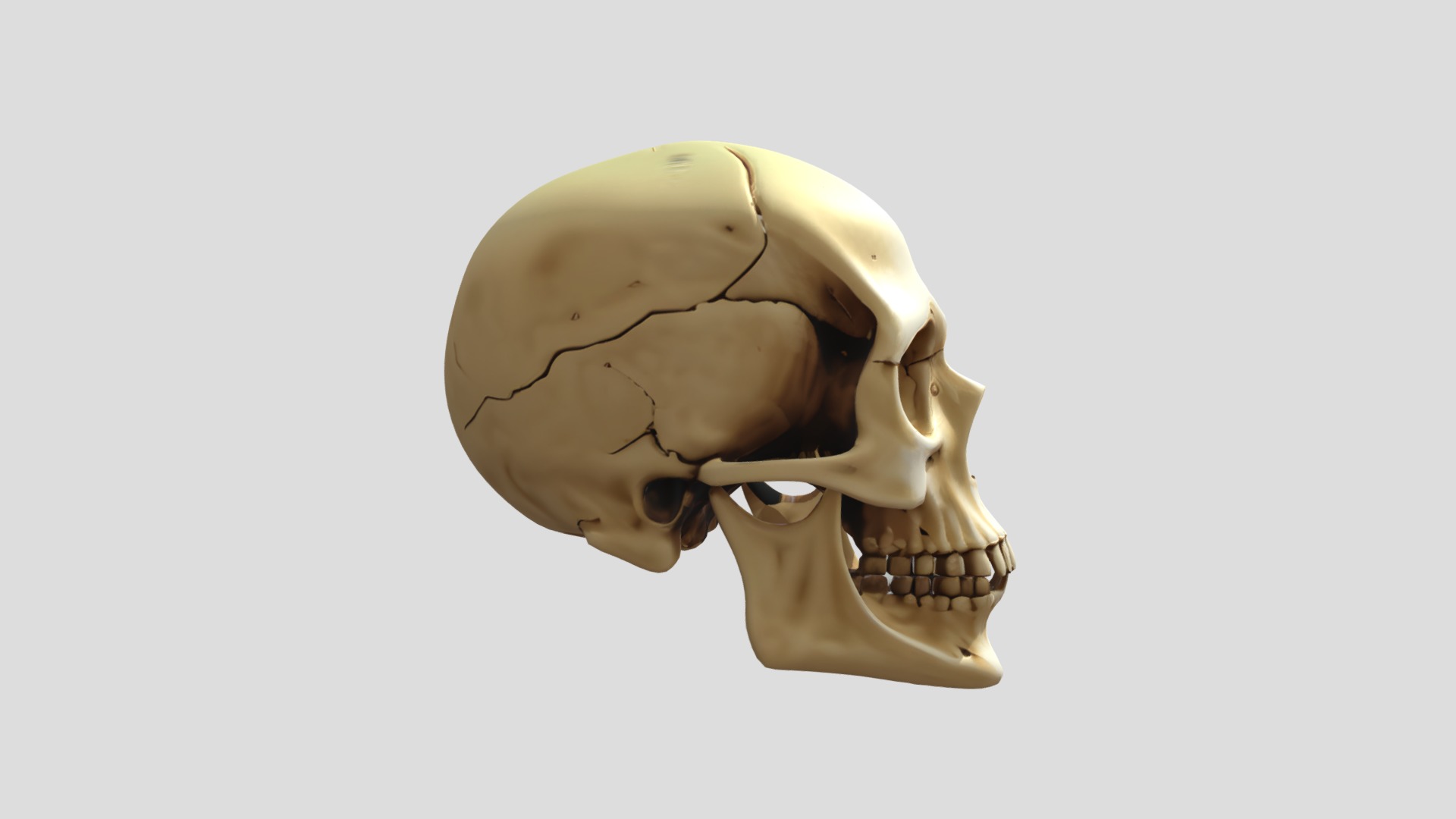 3D Human SKull 3D model_1