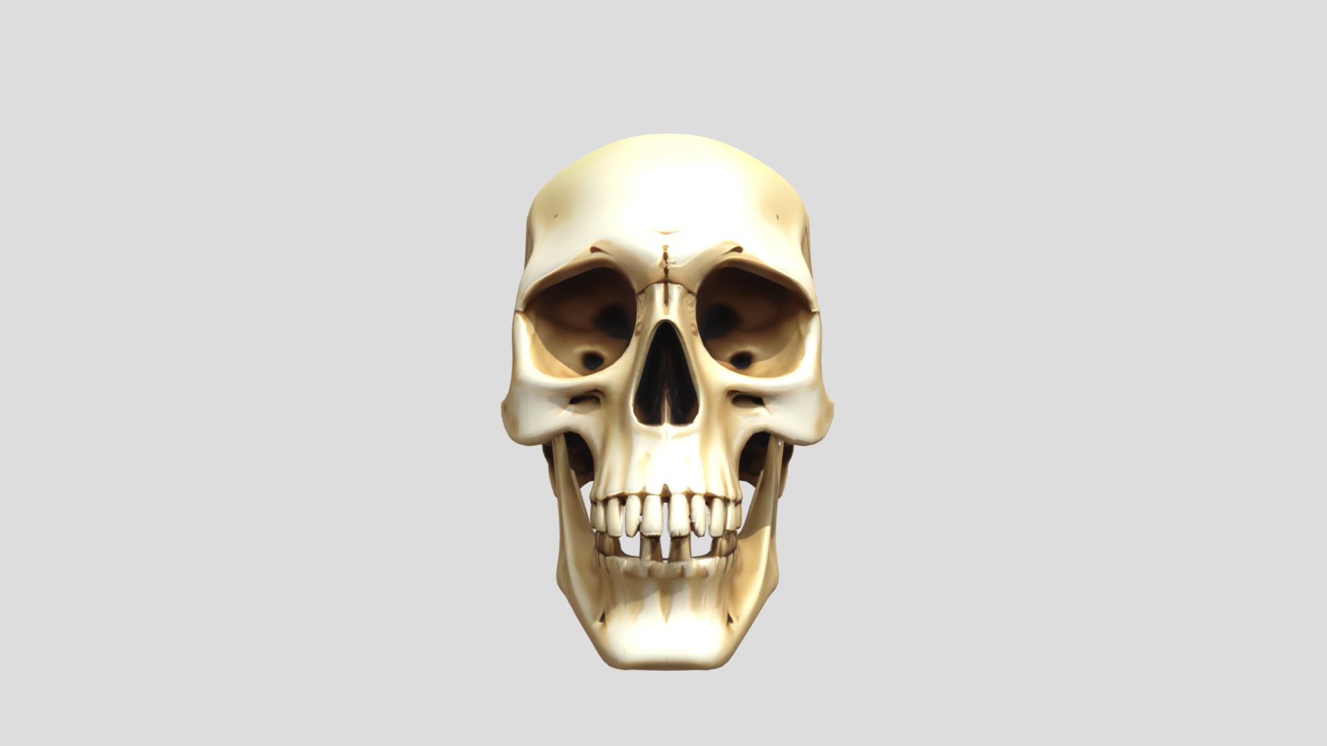 3D Human SKull 3D model_4