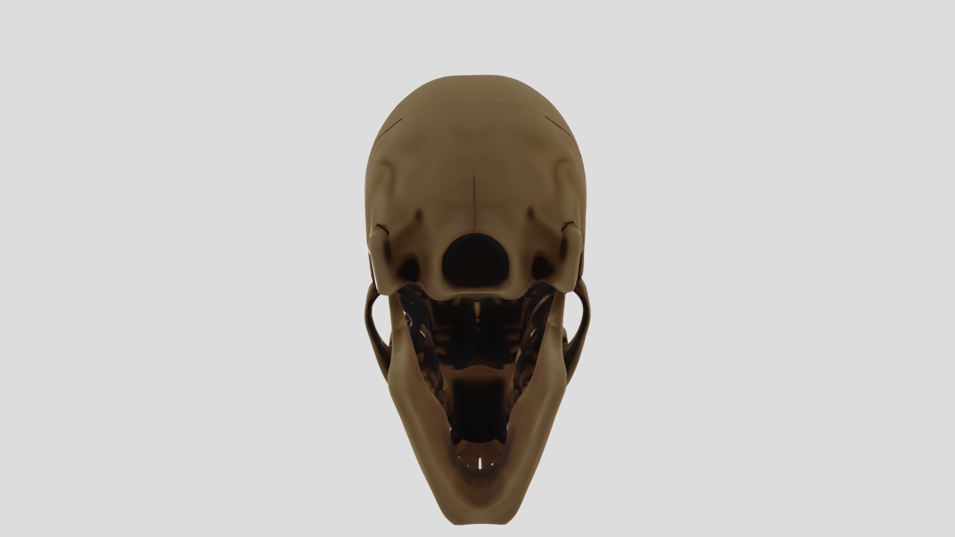 3D Human SKull 3D model_2