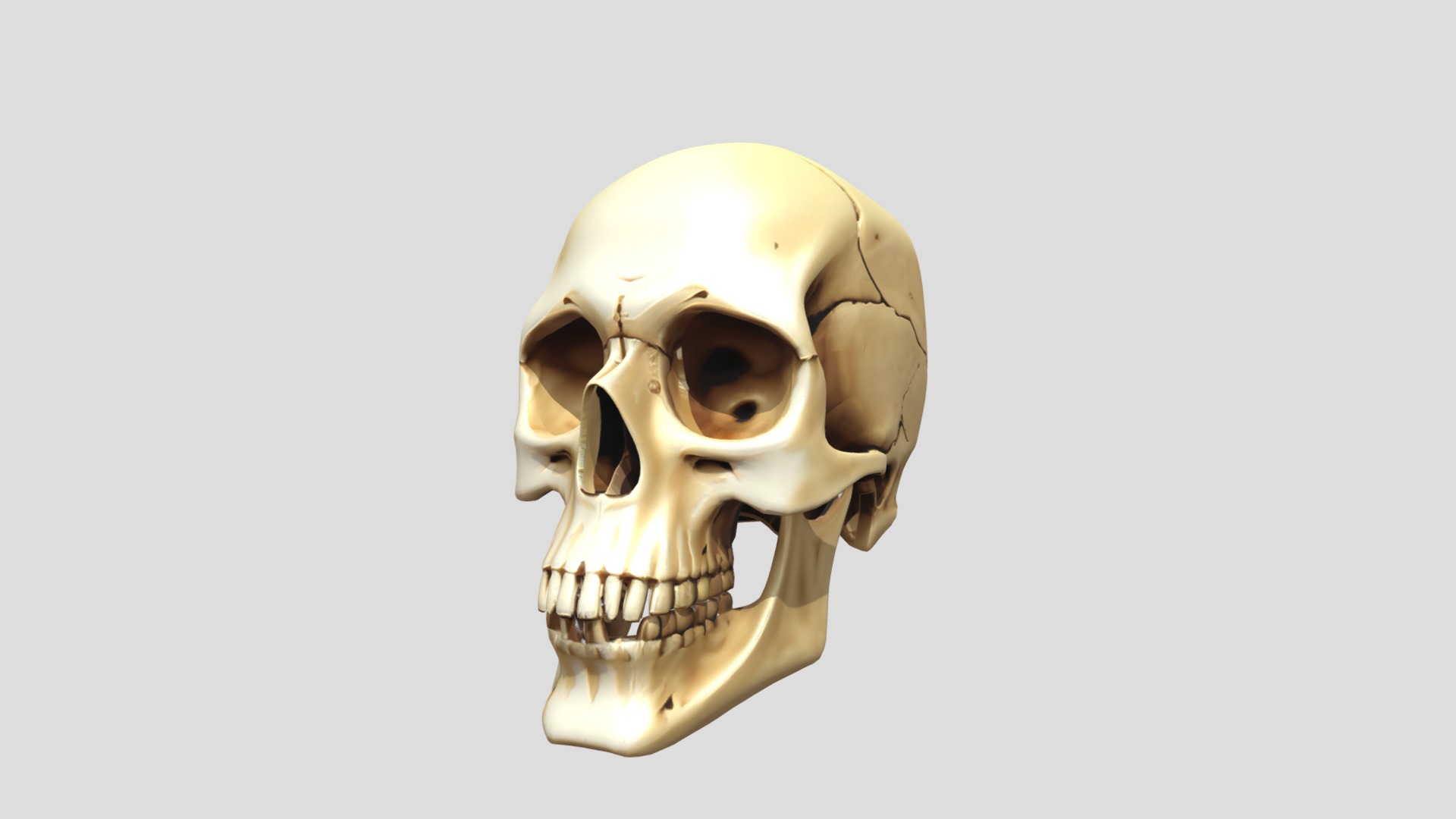 3D Human SKull 3D model_6