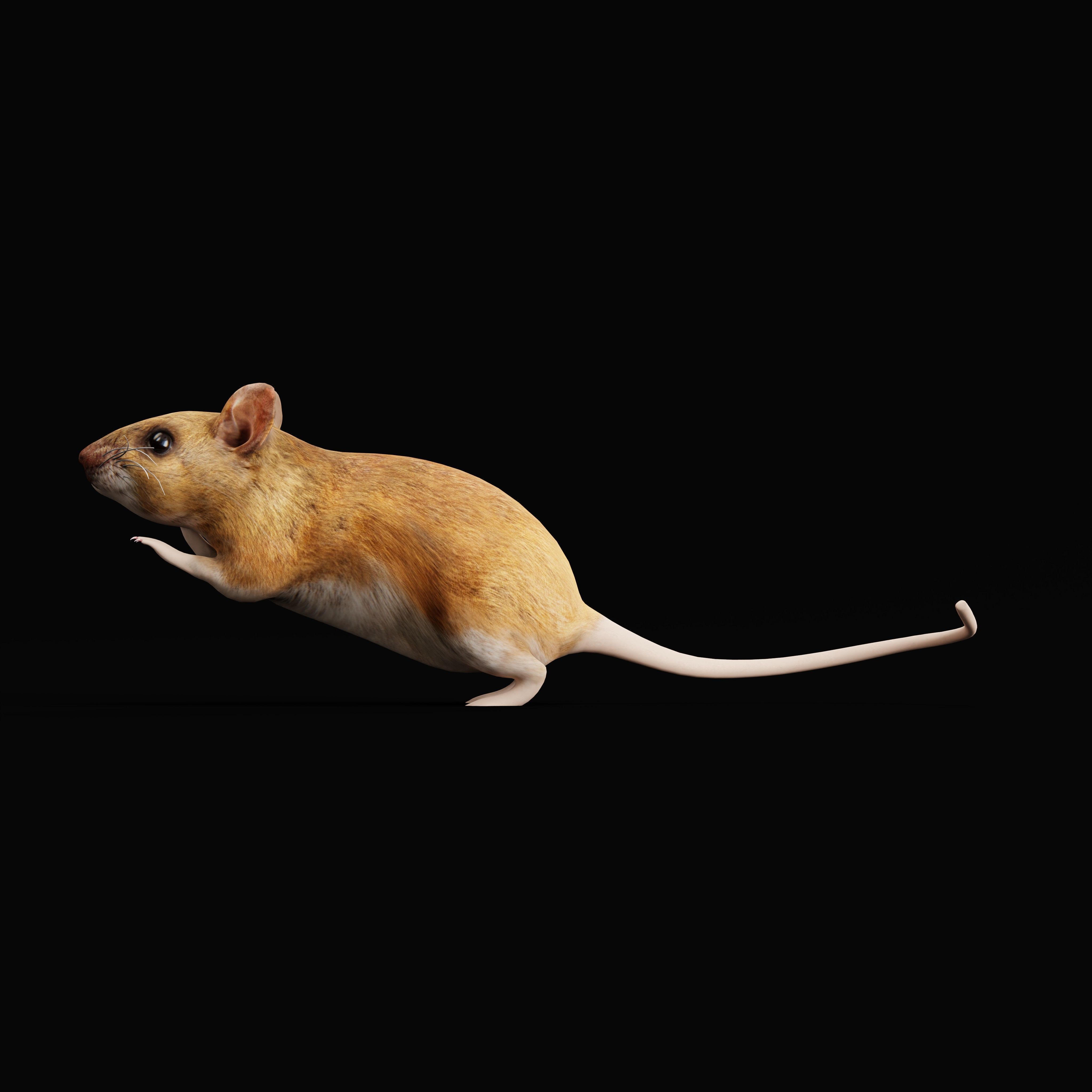 Key Largo Cotton Mouse Low-poly 3D model_39