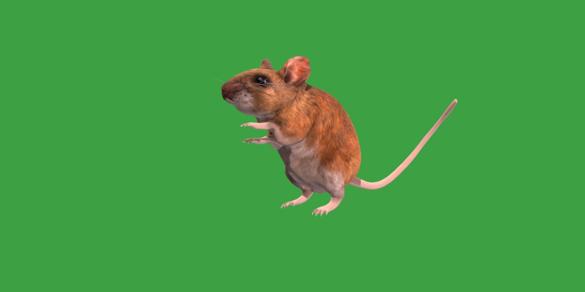 Key Largo Cotton Mouse Low-poly 3D model_10