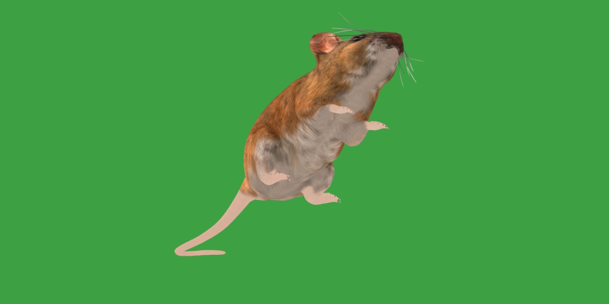 Key Largo Cotton Mouse Low-poly 3D model_32