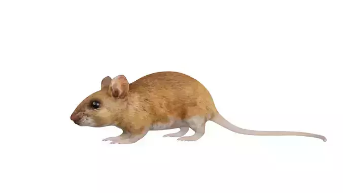 Key Largo Cotton Mouse Low-poly 3D model