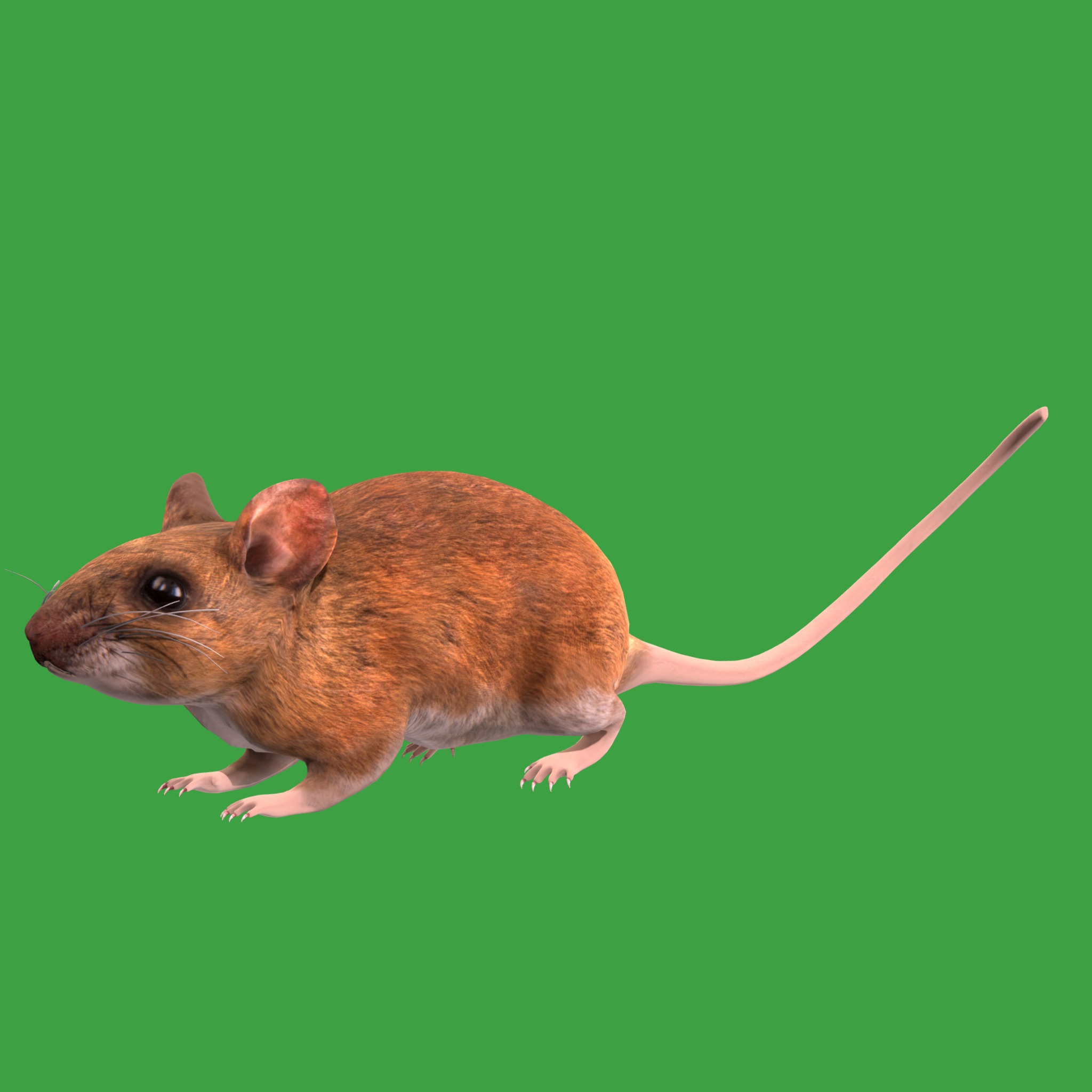 Key Largo Cotton Mouse Low-poly 3D model_27