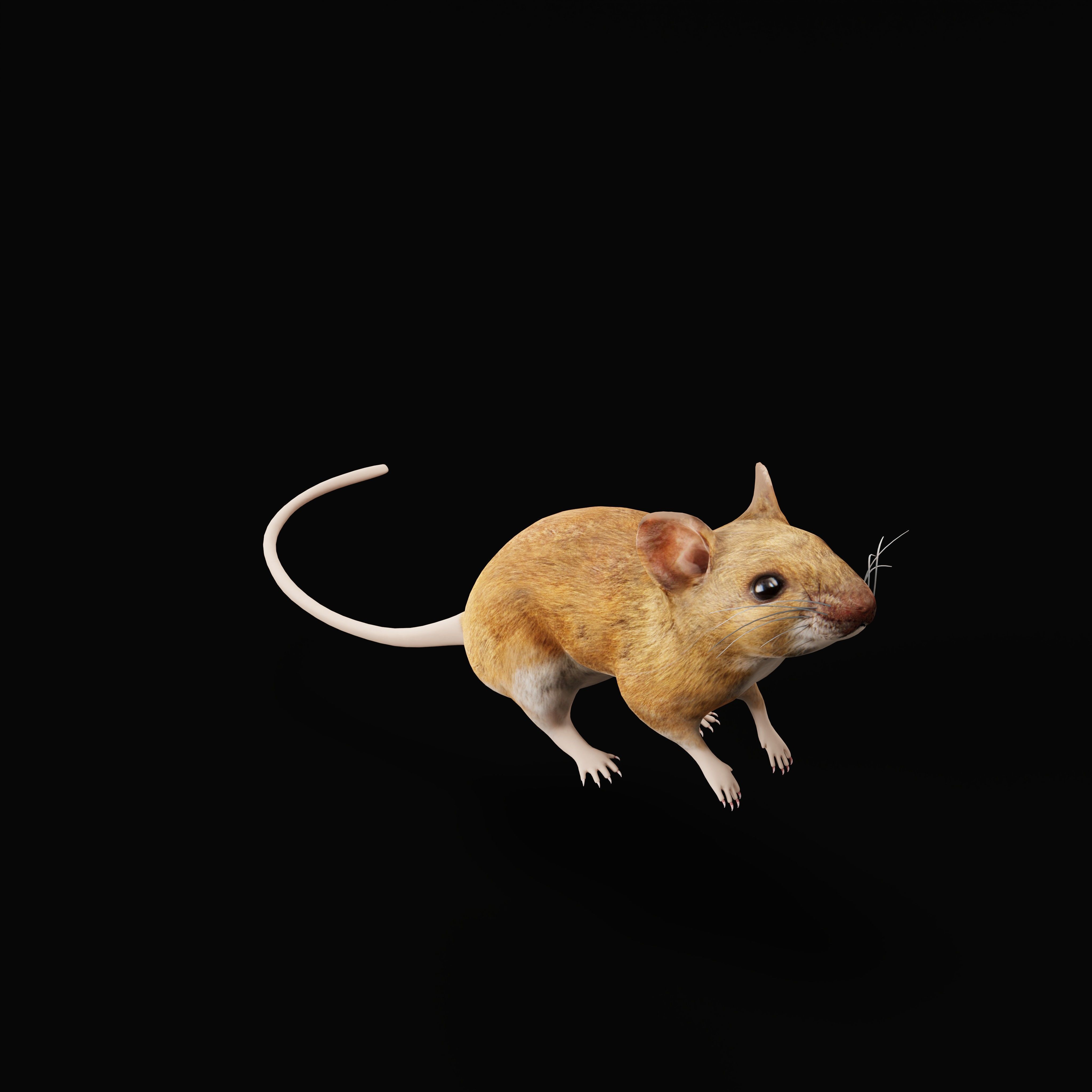 Key Largo Cotton Mouse Low-poly 3D model_42