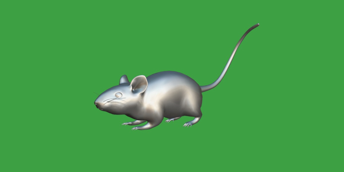Key Largo Cotton Mouse Low-poly 3D model_16