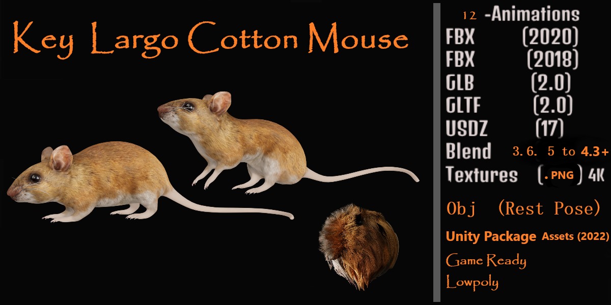 Key Largo Cotton Mouse Low-poly 3D model_2