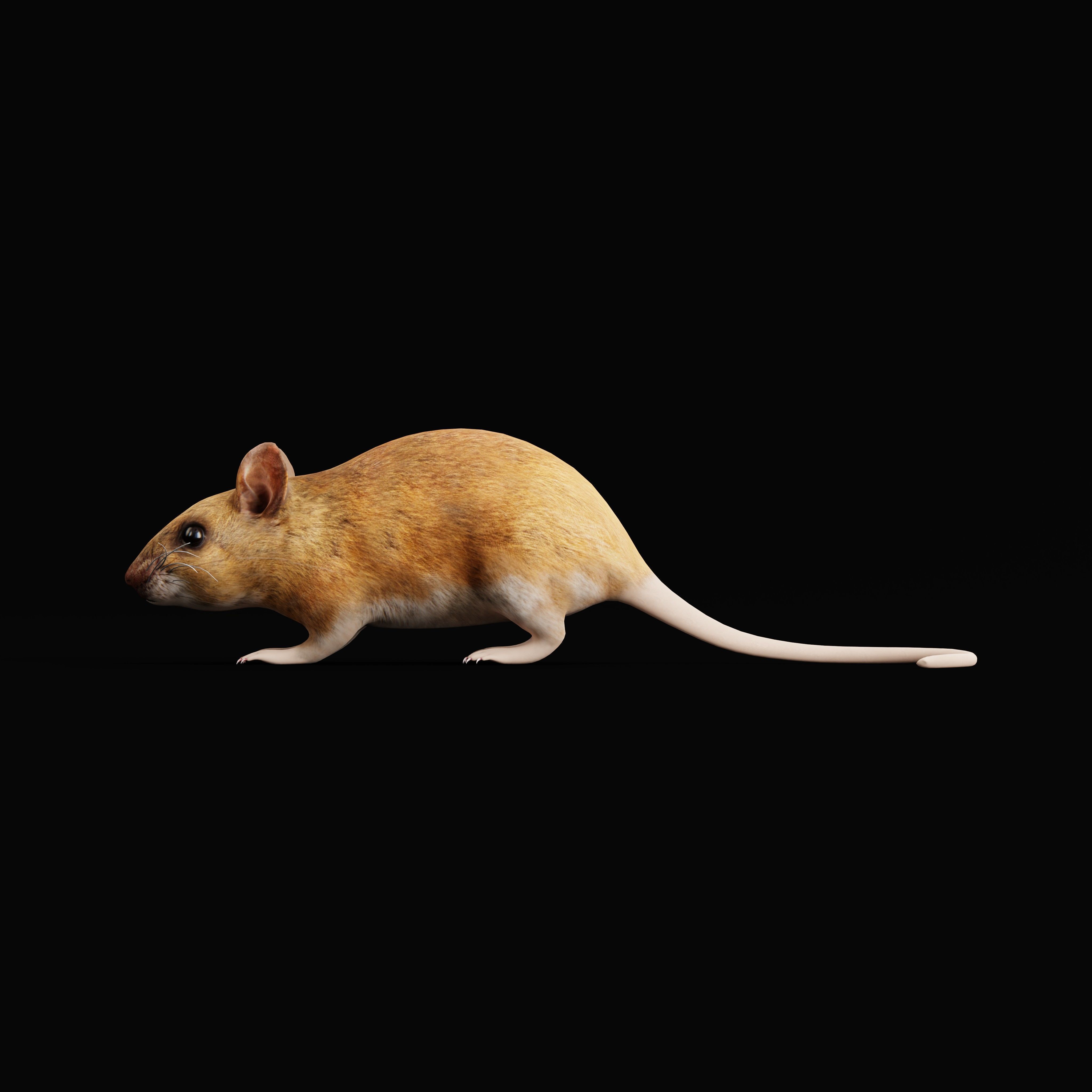 Key Largo Cotton Mouse Low-poly 3D model_38