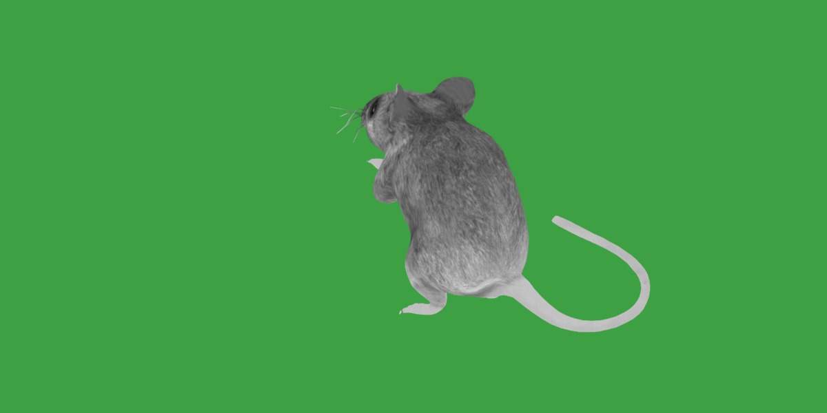 Key Largo Cotton Mouse Low-poly 3D model_13