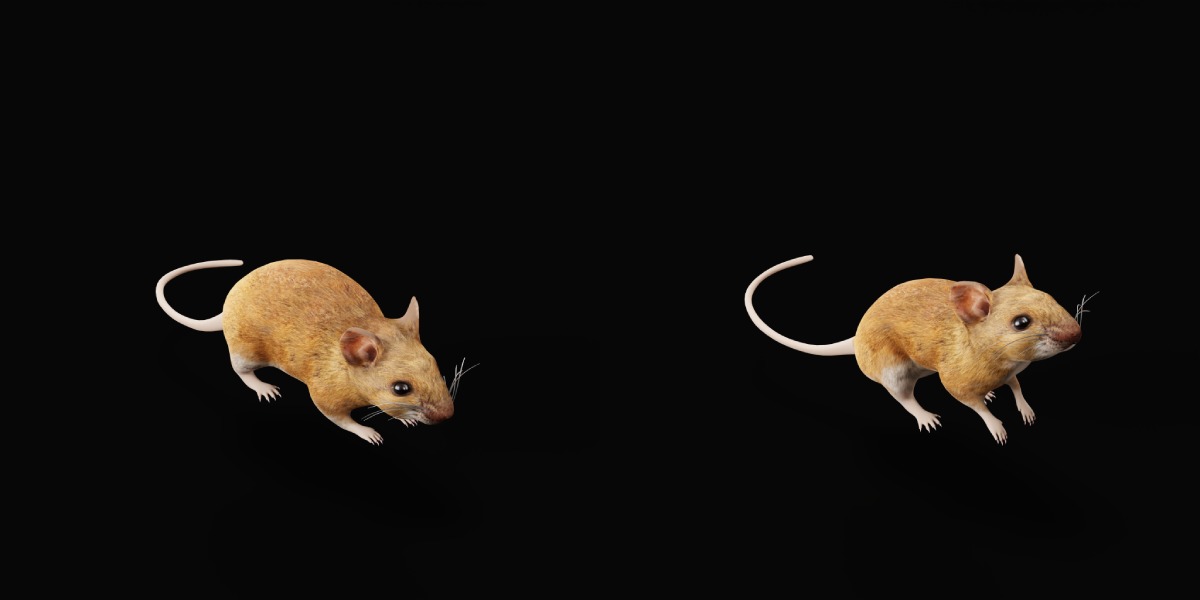 Key Largo Cotton Mouse Low-poly 3D model_9