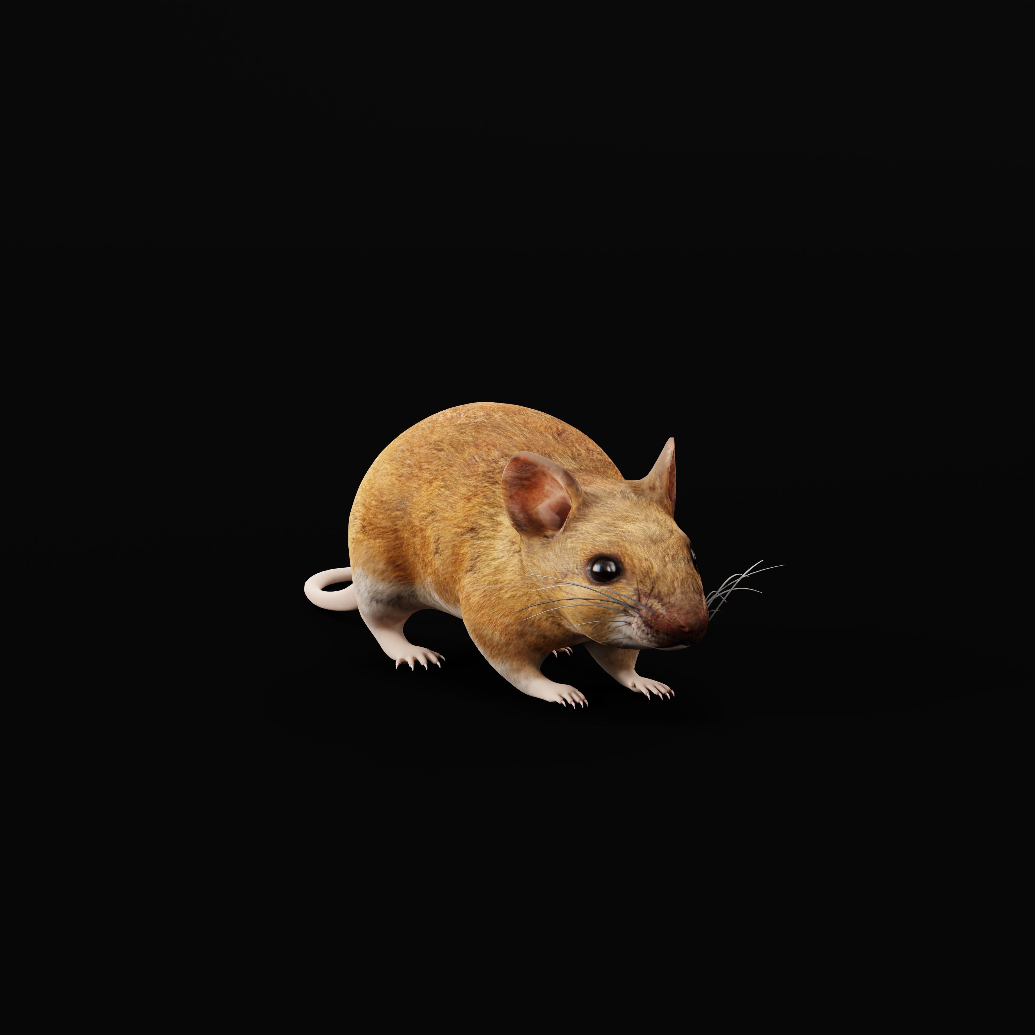 Key Largo Cotton Mouse Low-poly 3D model_36