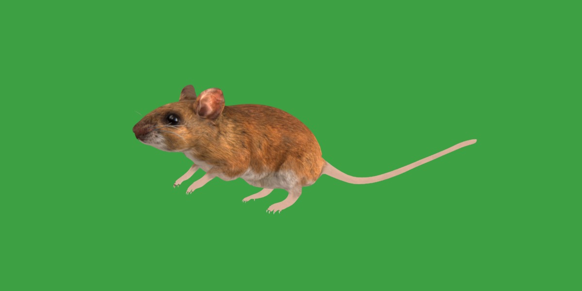 Key Largo Cotton Mouse Low-poly 3D model_31