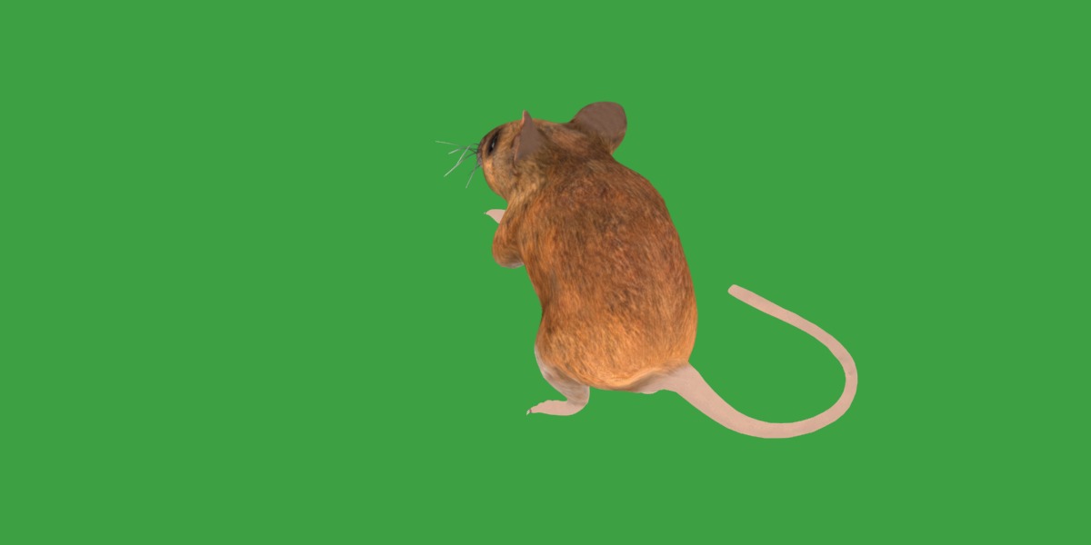 Key Largo Cotton Mouse Low-poly 3D model_12