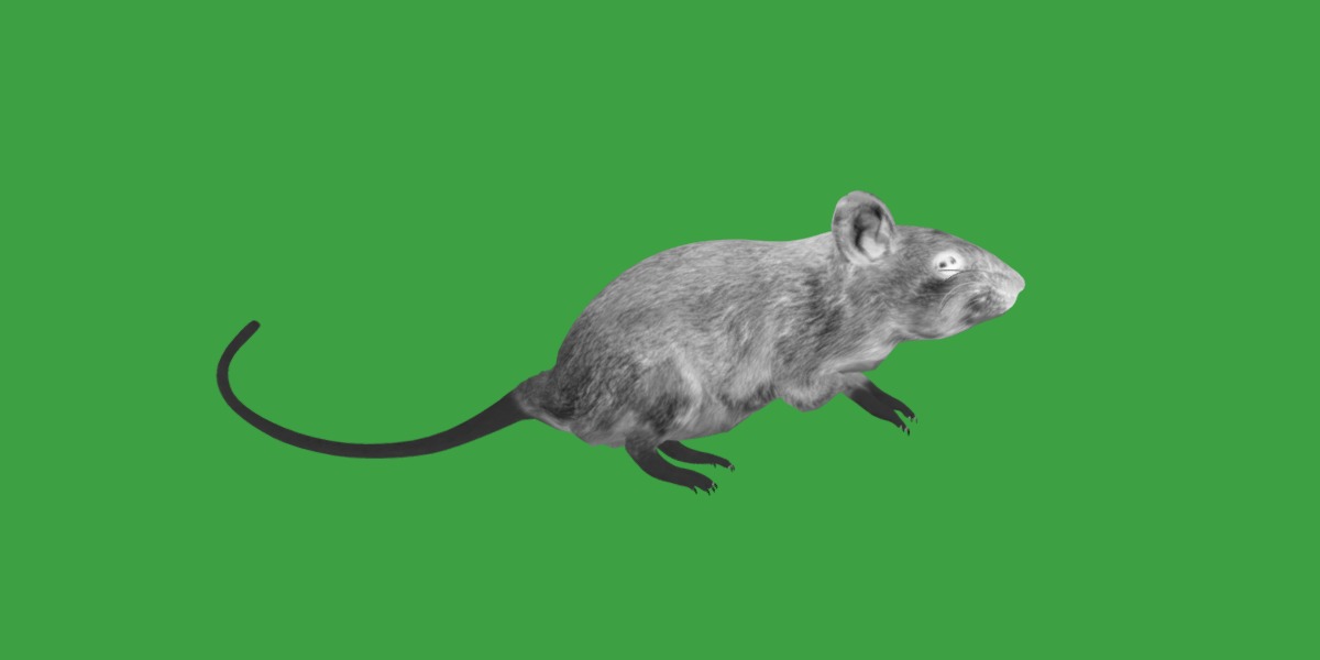Key Largo Cotton Mouse Low-poly 3D model_7