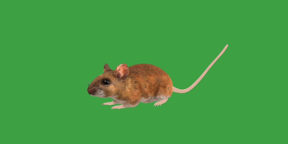 Key Largo Cotton Mouse Low-poly 3D model_25