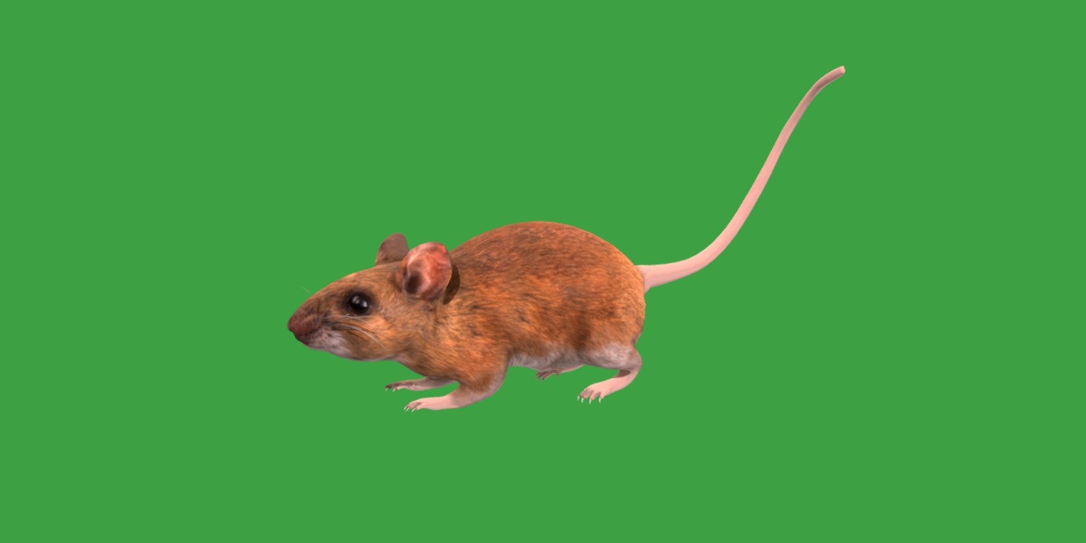 Key Largo Cotton Mouse Low-poly 3D model_21