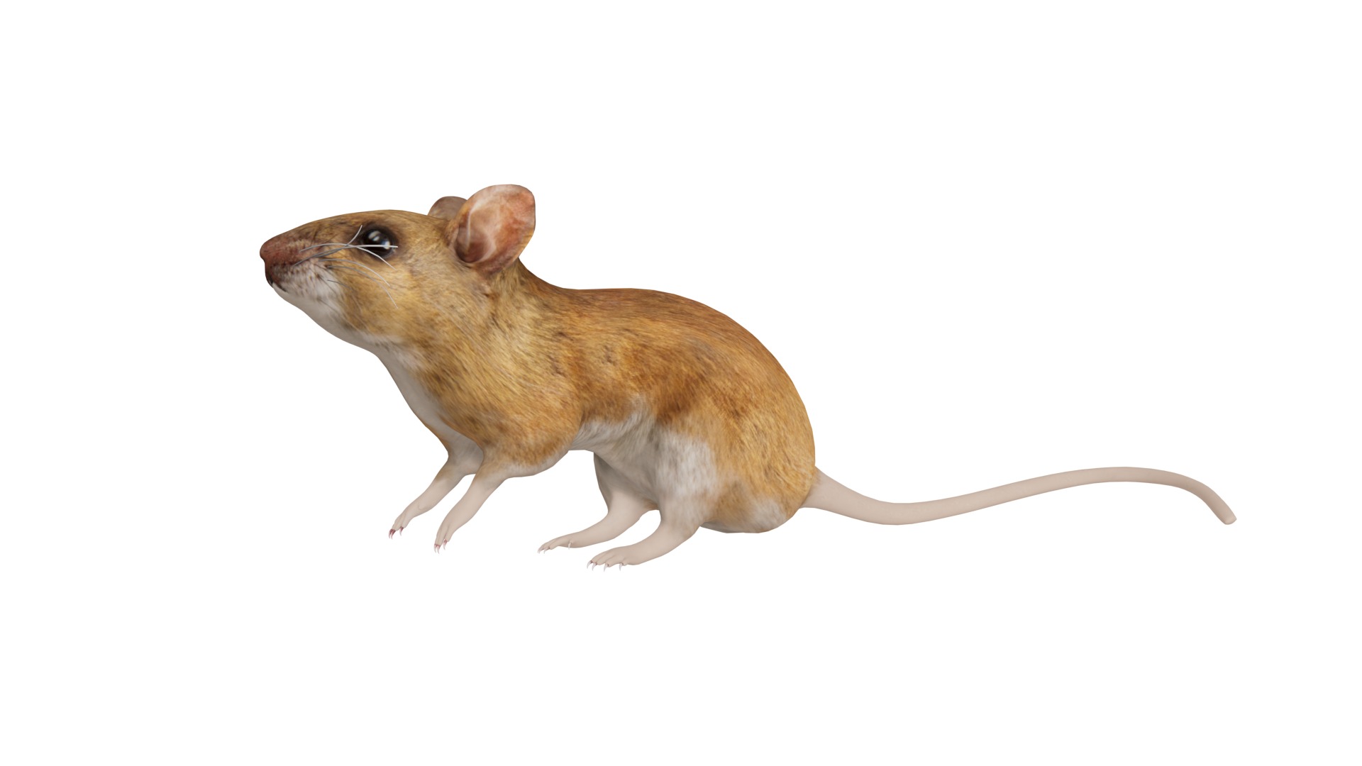 Key Largo Cotton Mouse Low-poly 3D model_3