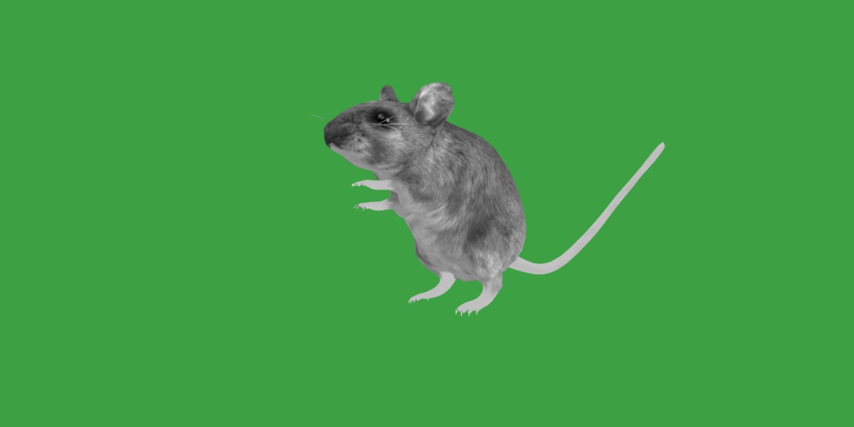 Key Largo Cotton Mouse Low-poly 3D model_14
