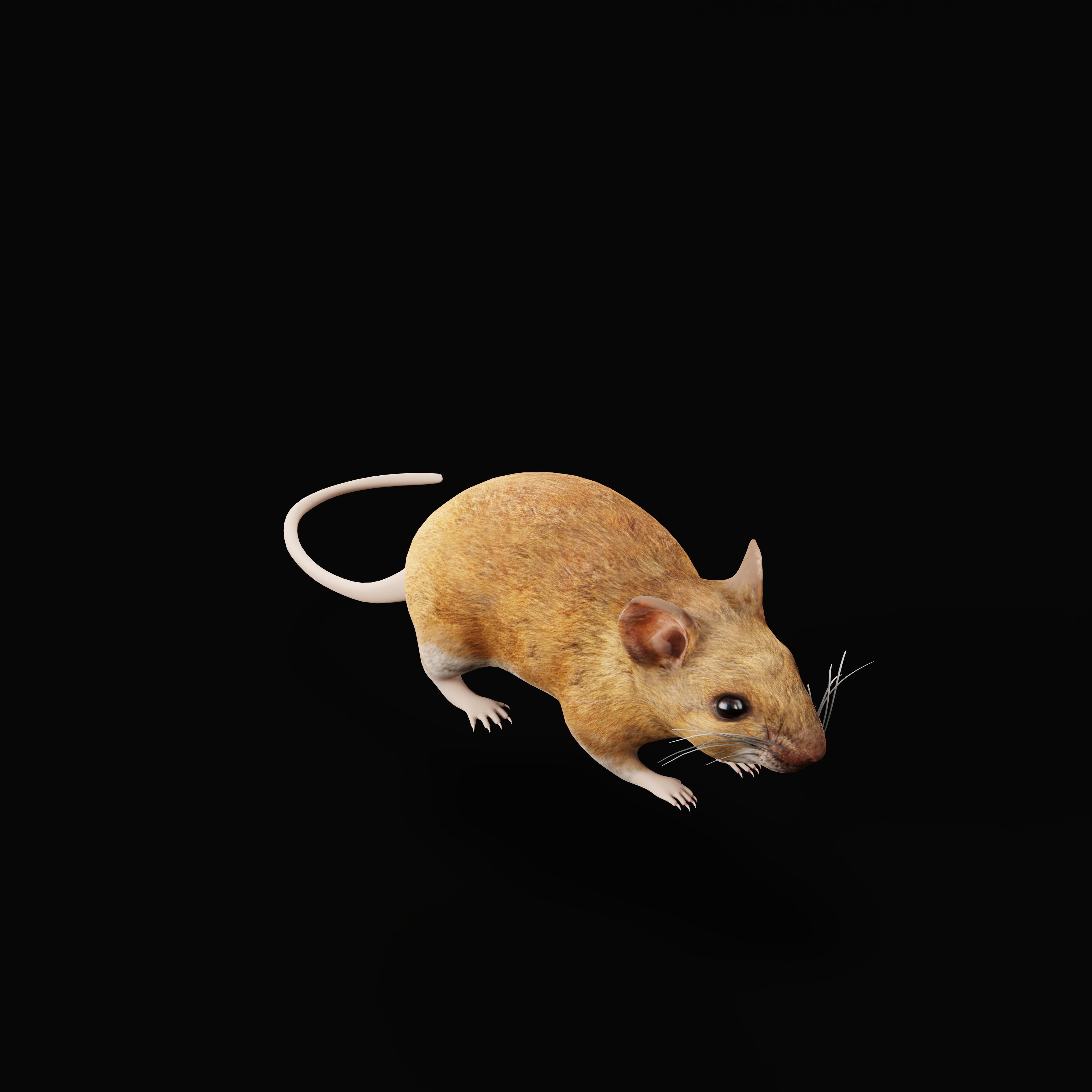 Key Largo Cotton Mouse Low-poly 3D model_44