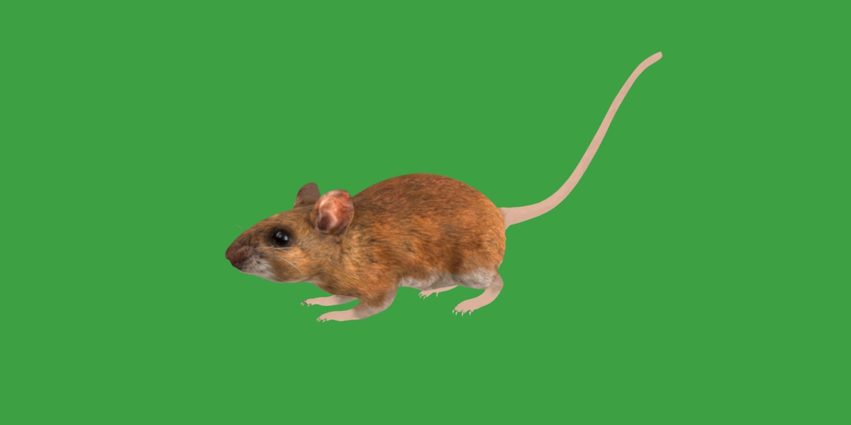 Key Largo Cotton Mouse Low-poly 3D model_22