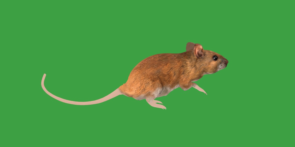 Key Largo Cotton Mouse Low-poly 3D model_33