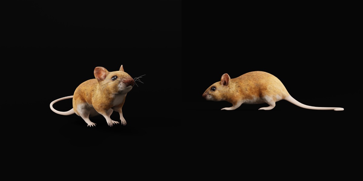 Key Largo Cotton Mouse Low-poly 3D model_5