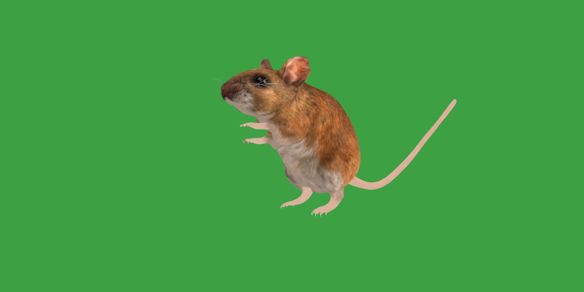 Key Largo Cotton Mouse Low-poly 3D model_11