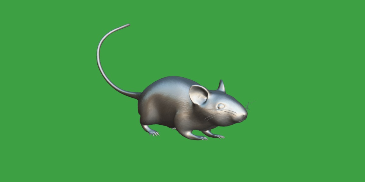 Key Largo Cotton Mouse Low-poly 3D model_17