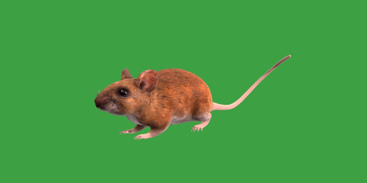 Key Largo Cotton Mouse Low-poly 3D model_15