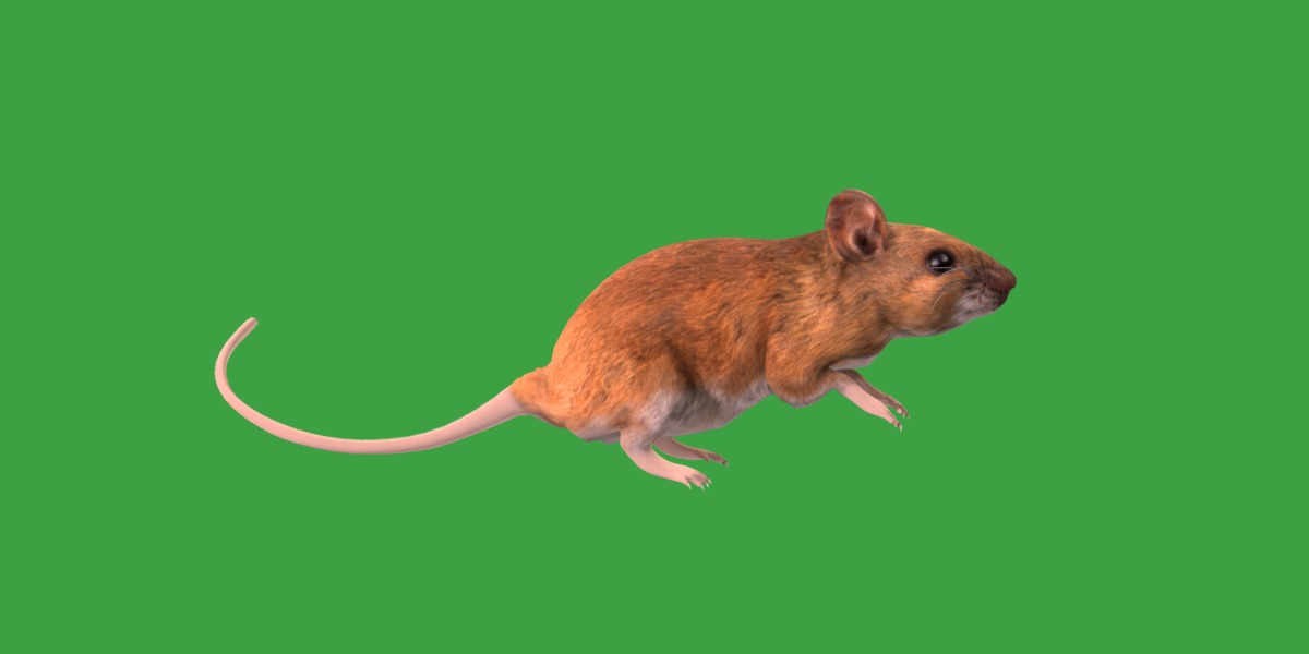 Key Largo Cotton Mouse Low-poly 3D model_34
