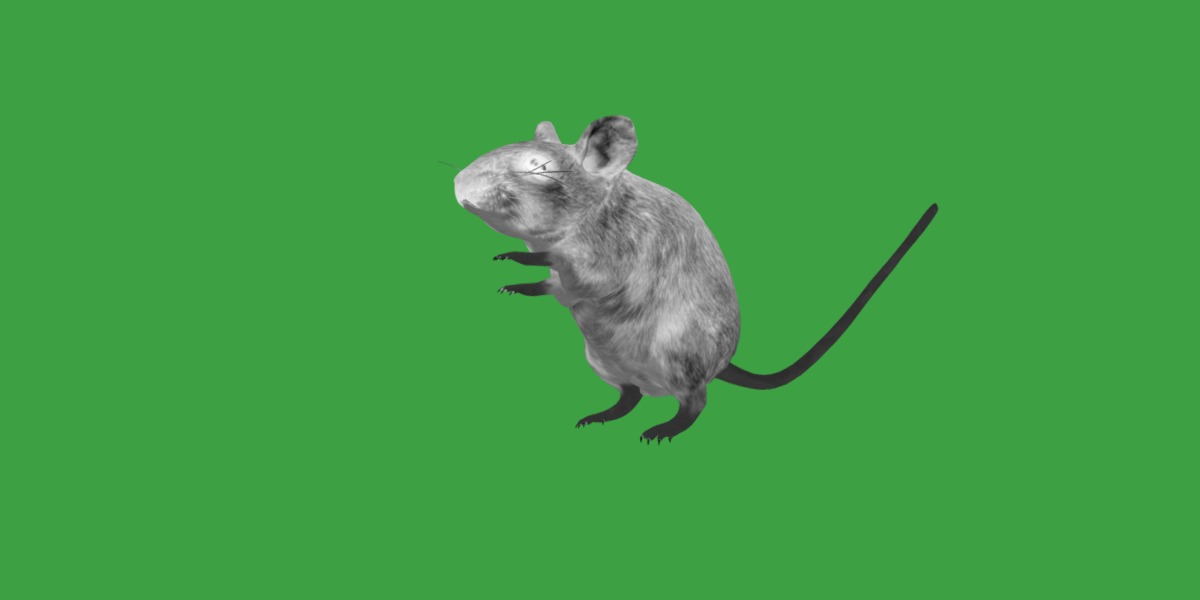 Key Largo Cotton Mouse Low-poly 3D model_8