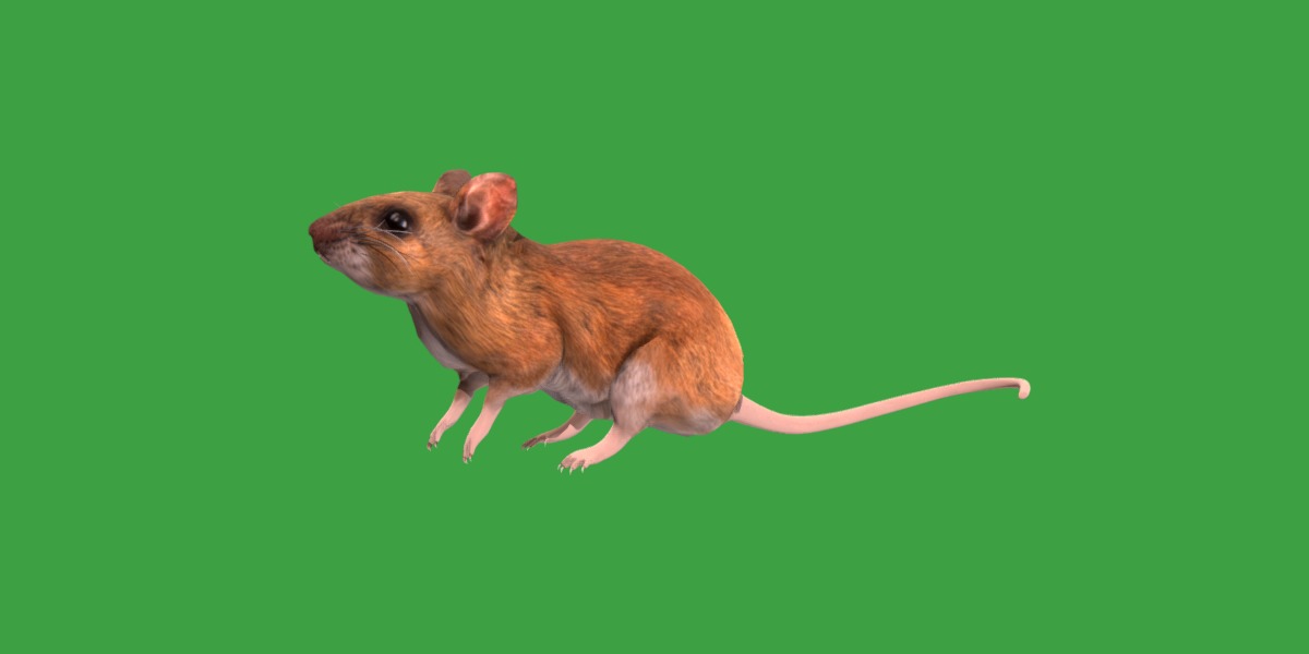 Key Largo Cotton Mouse Low-poly 3D model_4