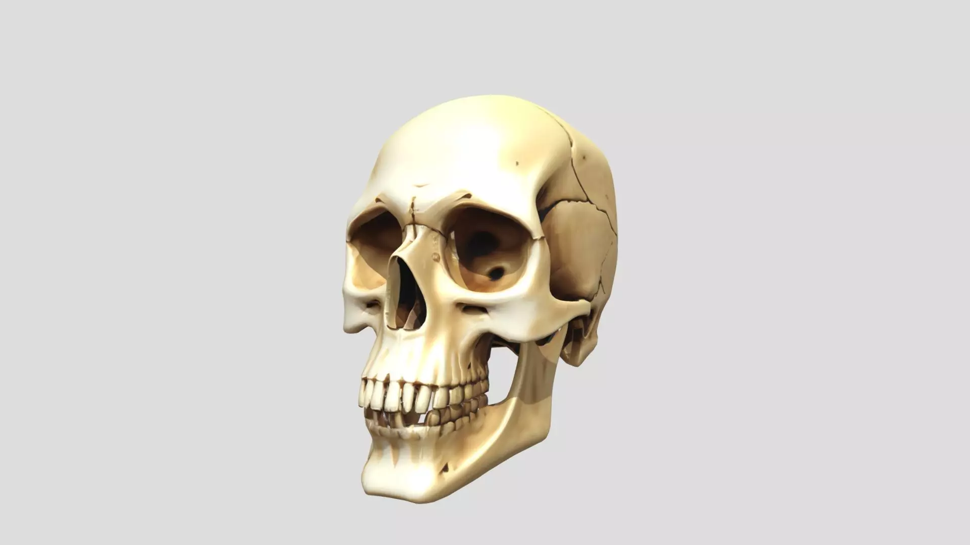 Human Skull Printable 3D print model