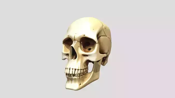 Human Skull Printable