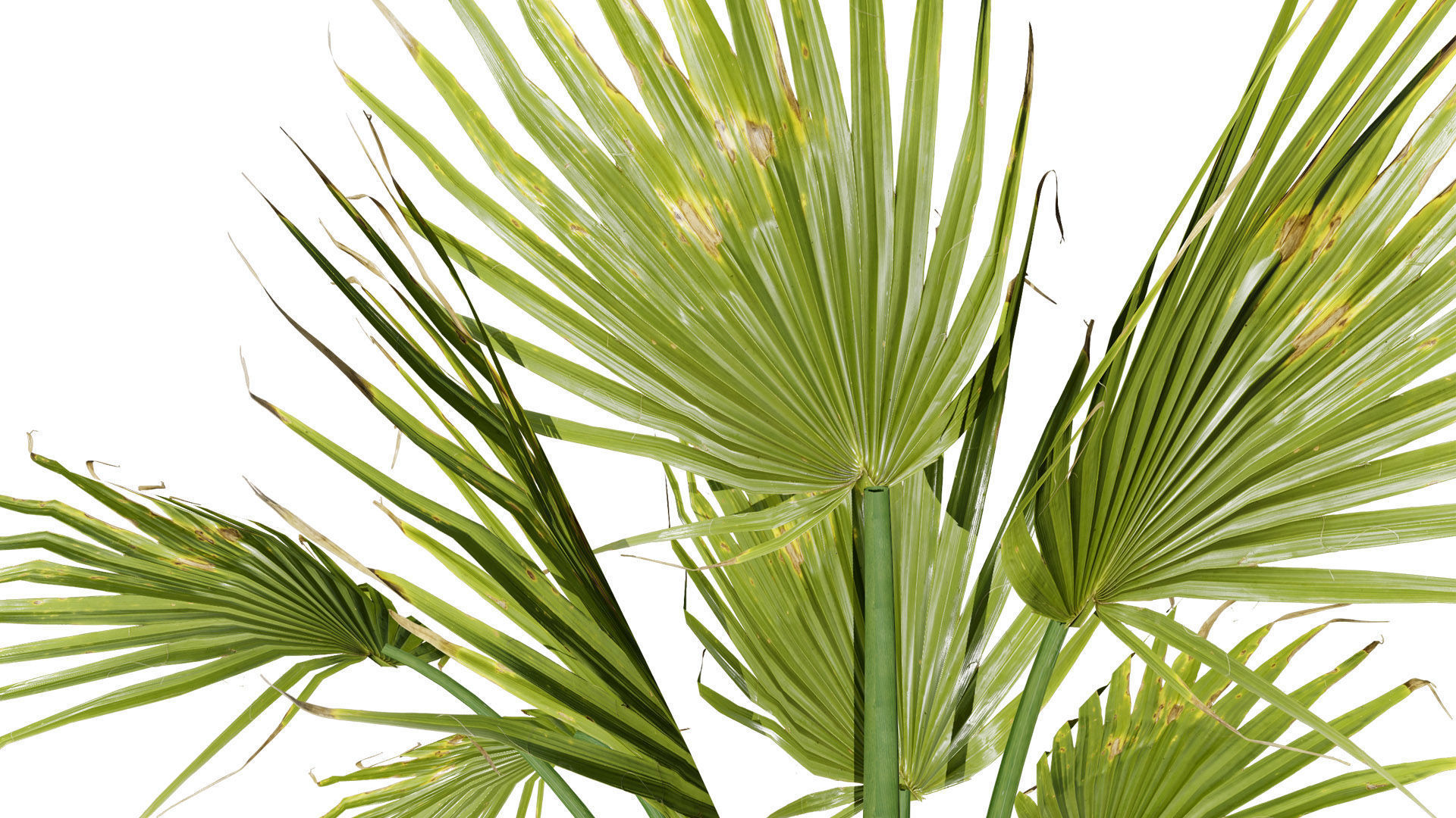 Tropical Island Plant Collection 3D Model Low-poly 3D model_9