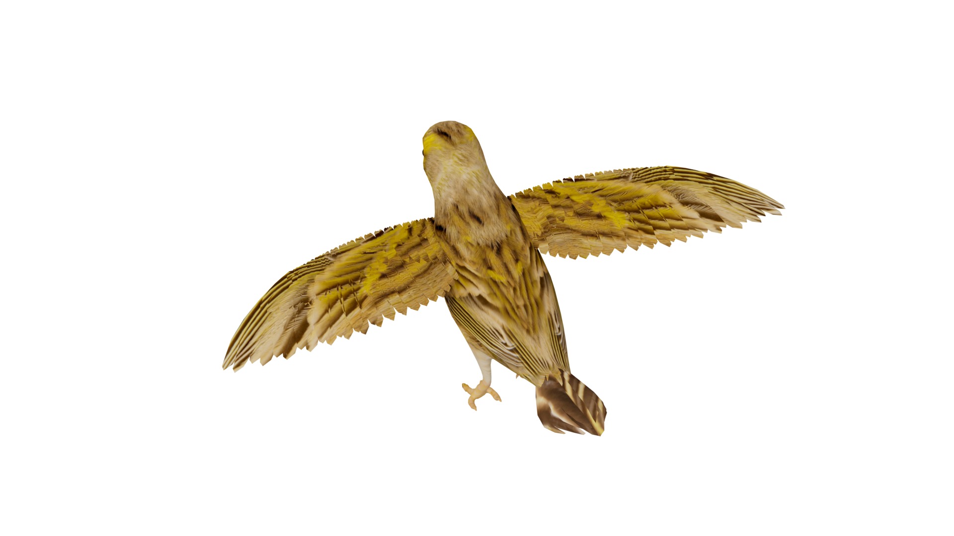 Canary Bird Low-poly 3D model_6