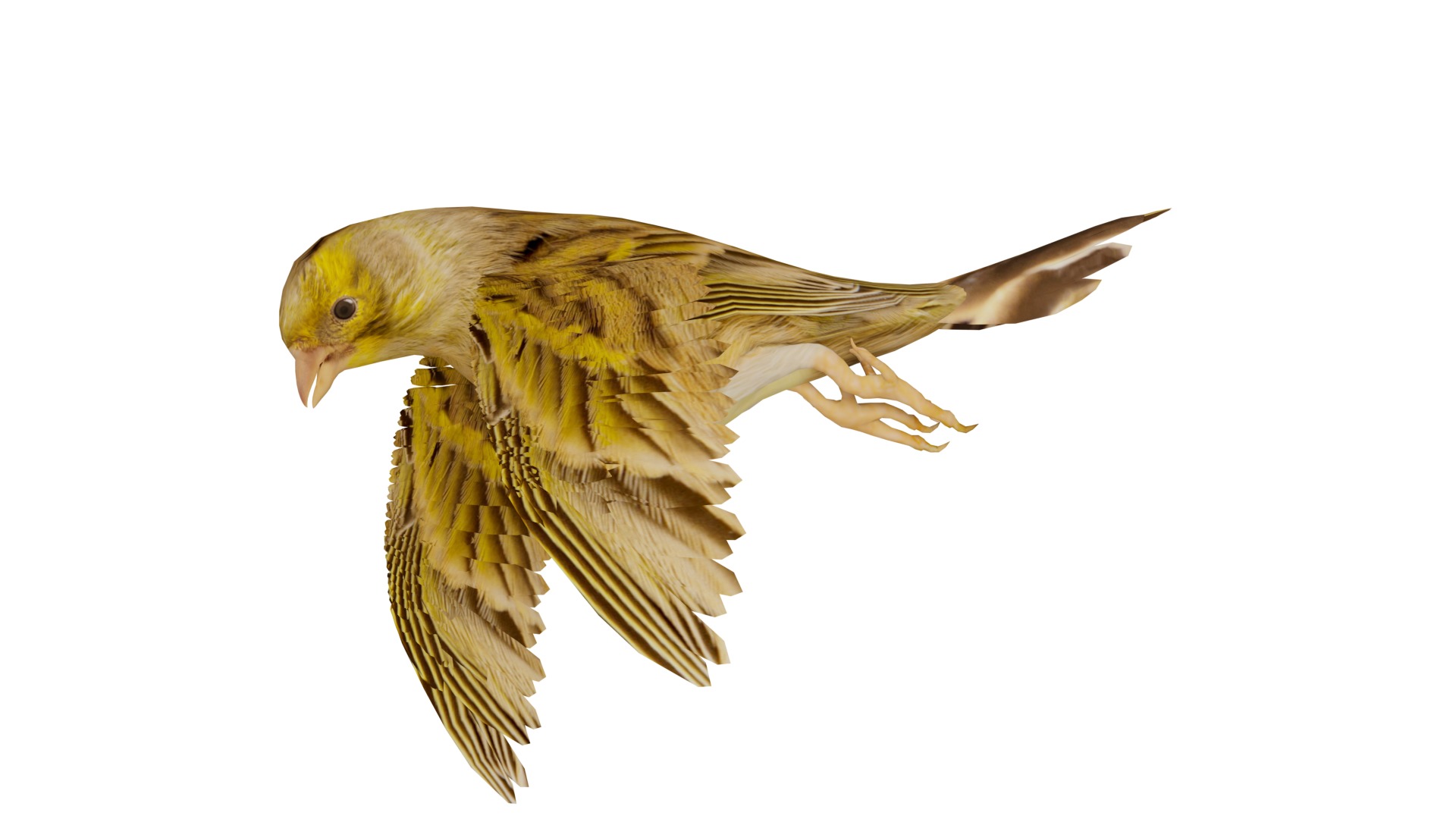Canary Bird Low-poly 3D model_4
