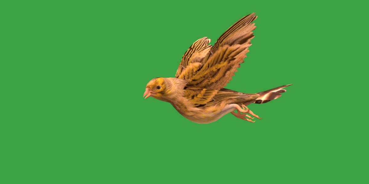 Canary Bird Low-poly 3D model_18