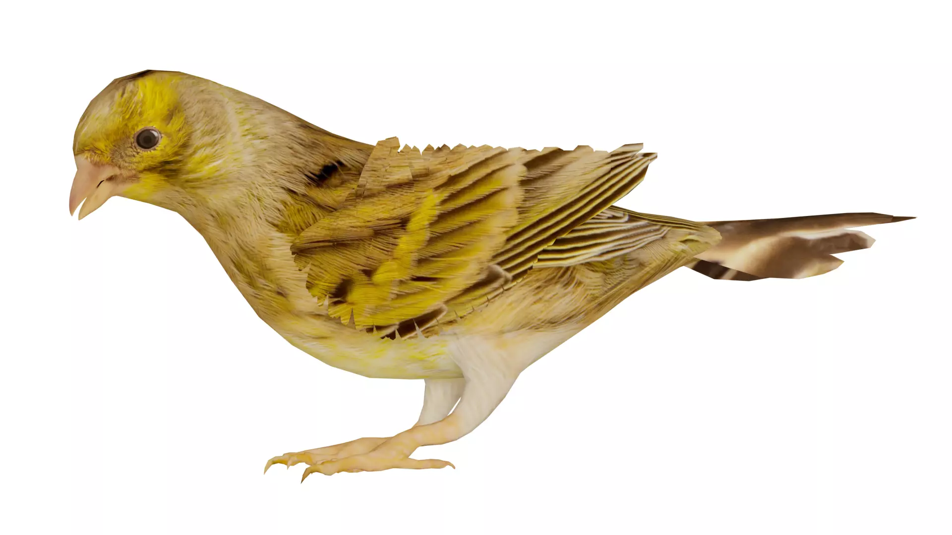 Canary Bird Low-poly 3D model_0