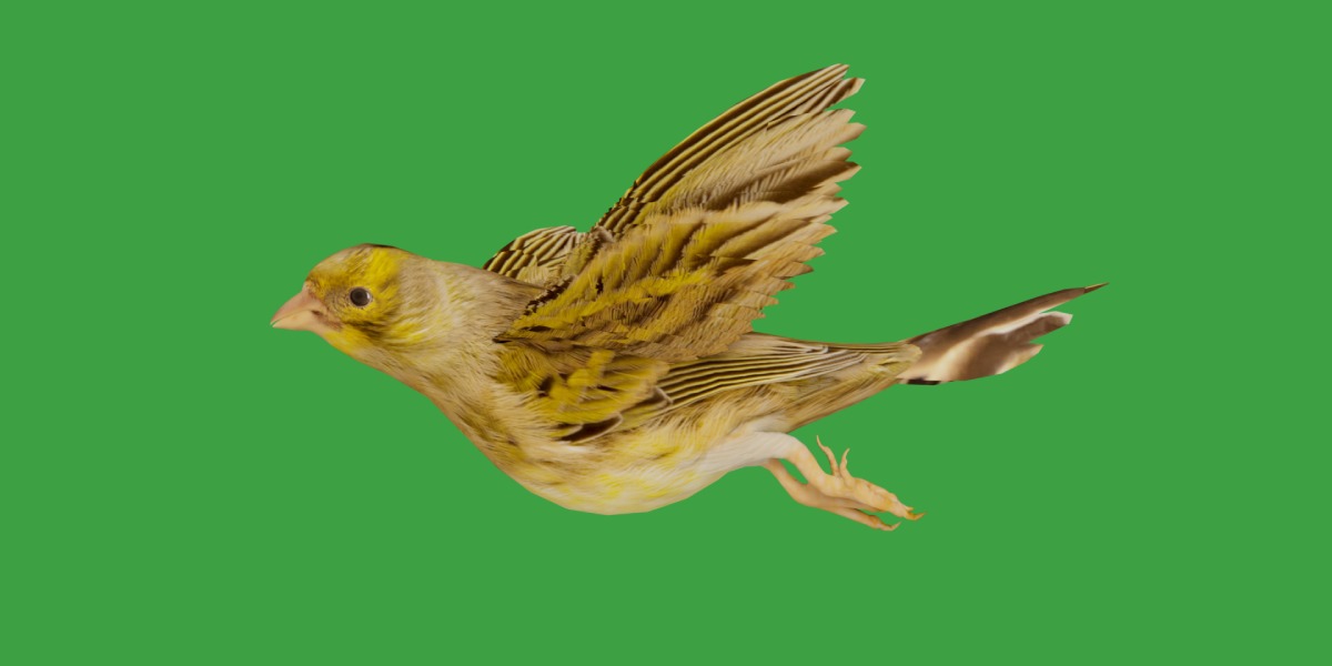 Canary Bird Low-poly 3D model_41