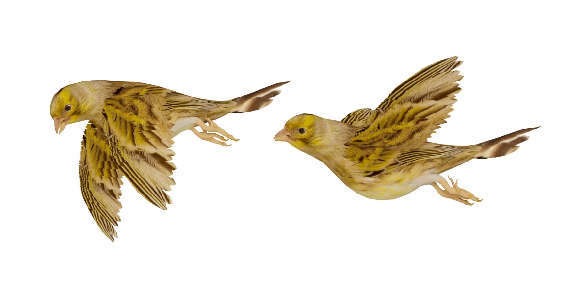 Canary Bird Low-poly 3D model_19