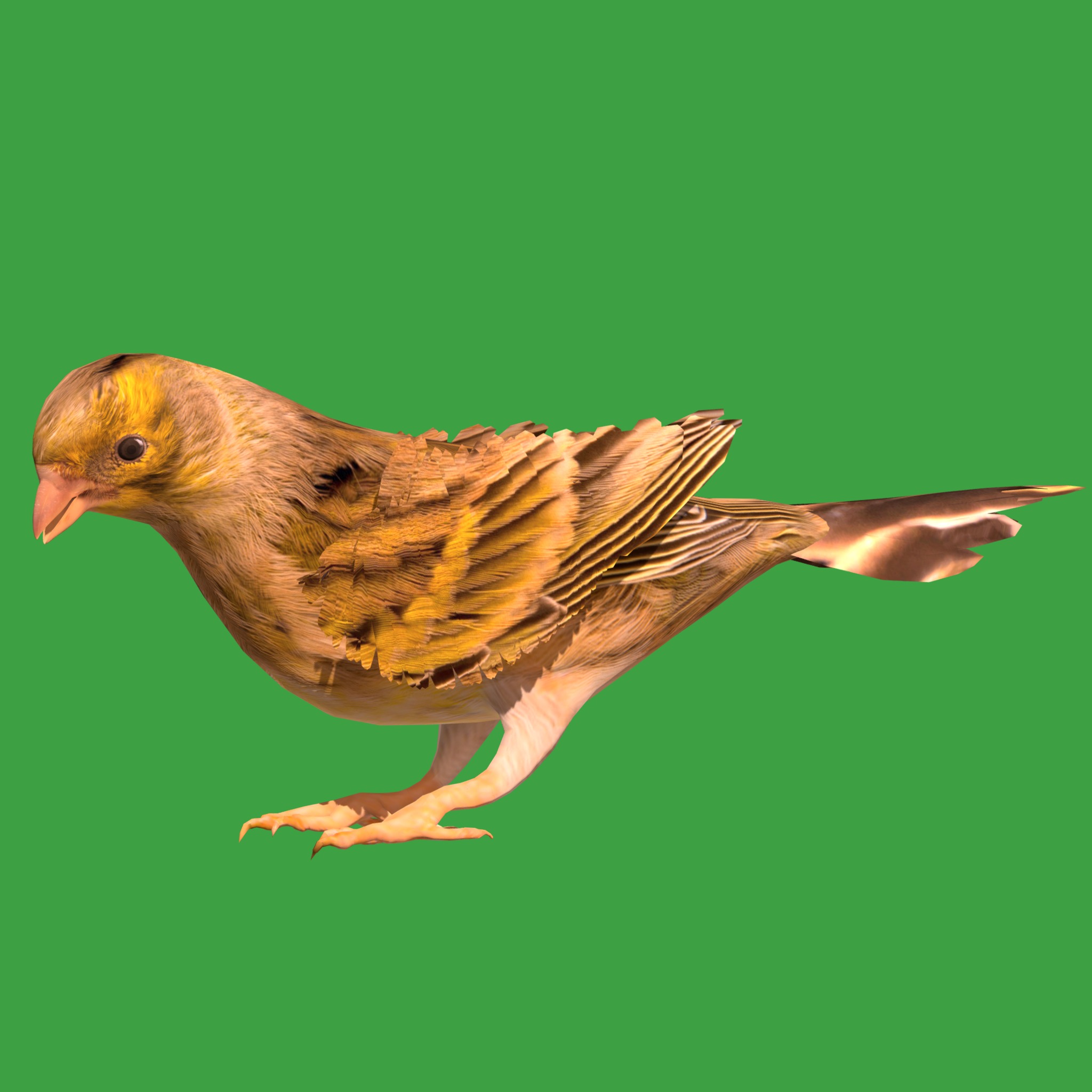 Canary Bird Low-poly 3D model_32