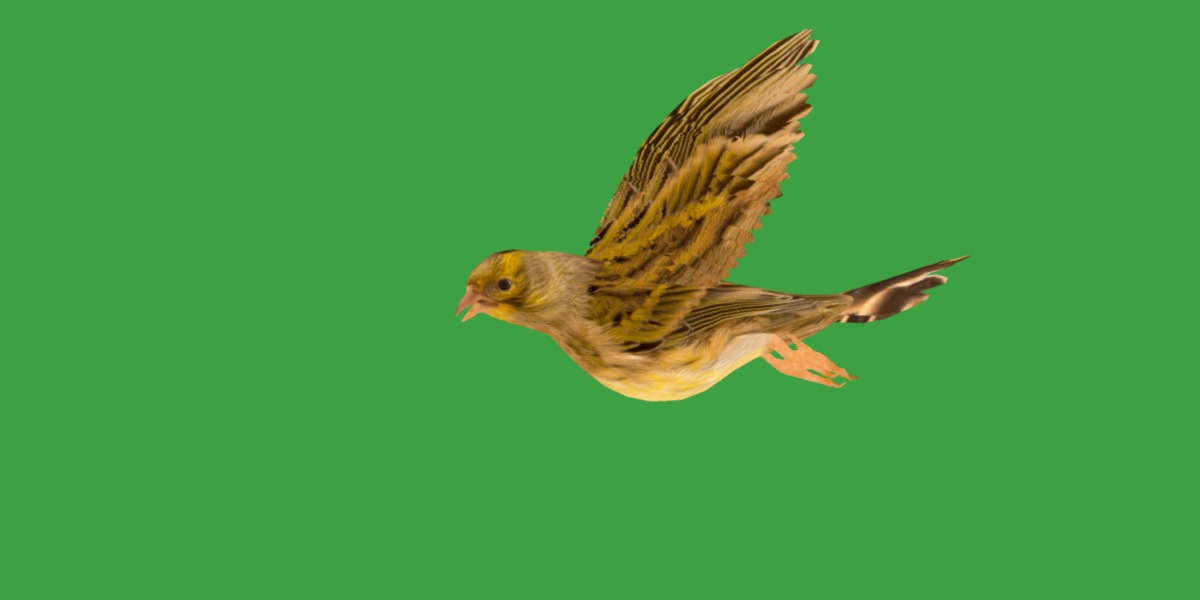 Canary Bird Low-poly 3D model_20