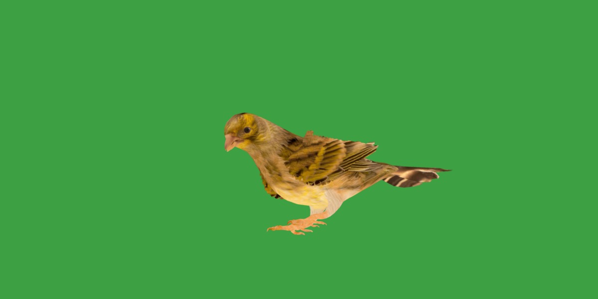 Canary Bird Low-poly 3D model_13