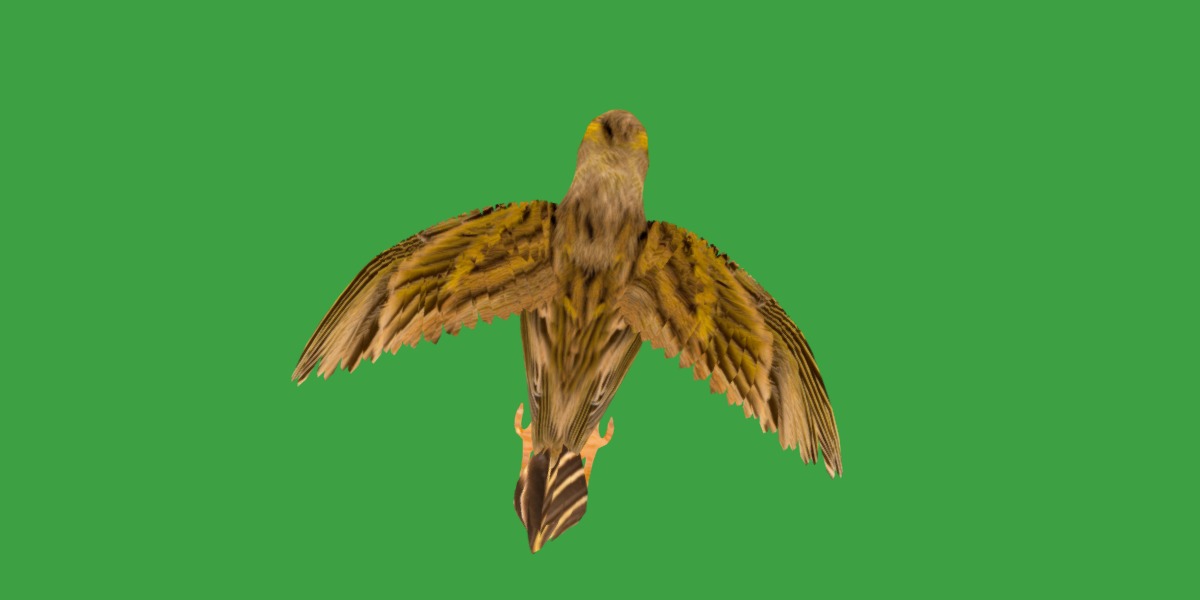 Canary Bird Low-poly 3D model_37