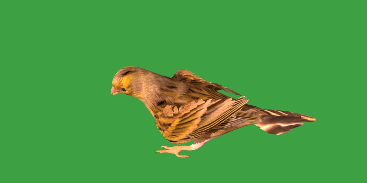 Canary Bird Low-poly 3D model_33