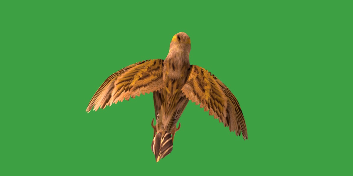Canary Bird Low-poly 3D model_38