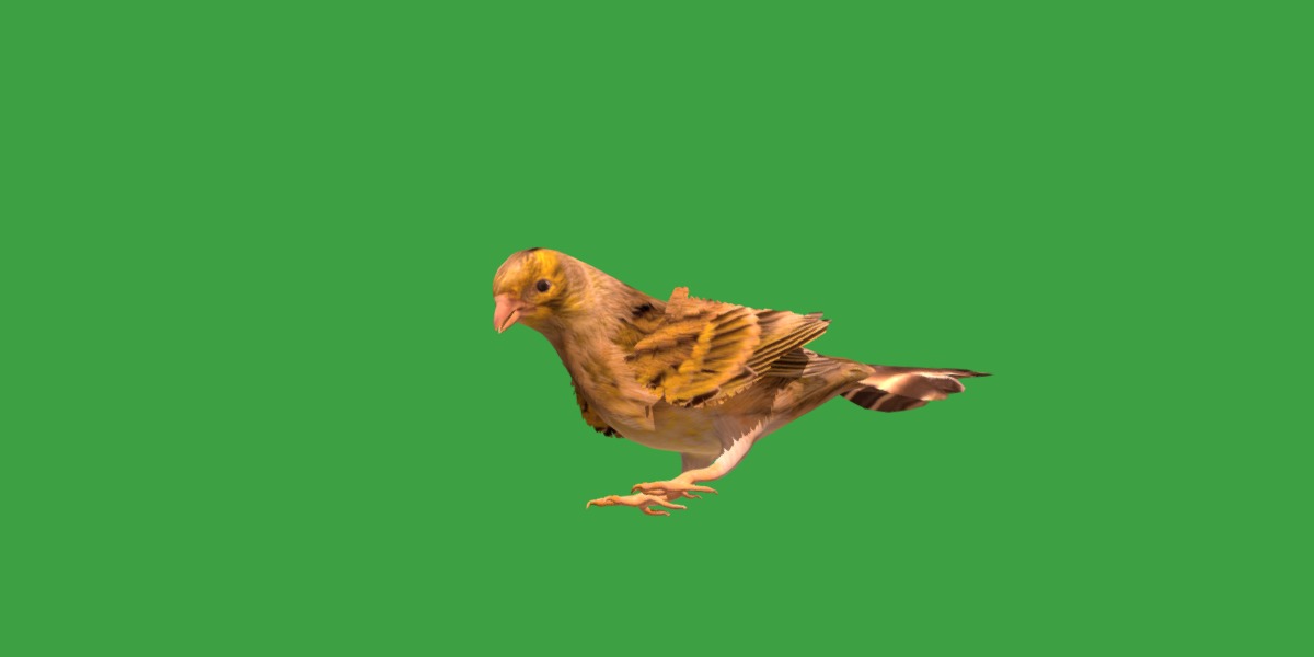 Canary Bird Low-poly 3D model_12